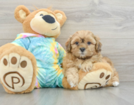 6 week old Shih Poo Puppy For Sale - Lone Star Pups