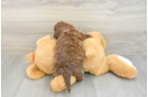 Adorable Shih Poo Poodle Mix Puppy
