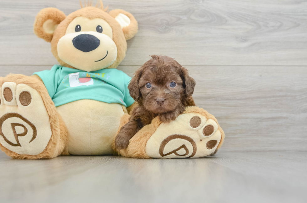 5 week old Shih Poo Puppy For Sale - Lone Star Pups