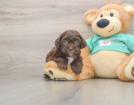 6 week old Shih Poo Puppy For Sale - Lone Star Pups