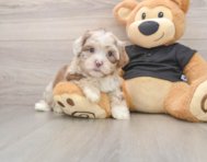 5 week old Shih Poo Puppy For Sale - Lone Star Pups