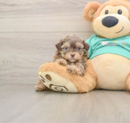 7 week old Shih Poo Puppy For Sale - Lone Star Pups