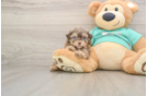 Playful Shih Poo Poodle Mix Puppy