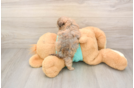 Playful Shihpoo Poodle Mix Puppy