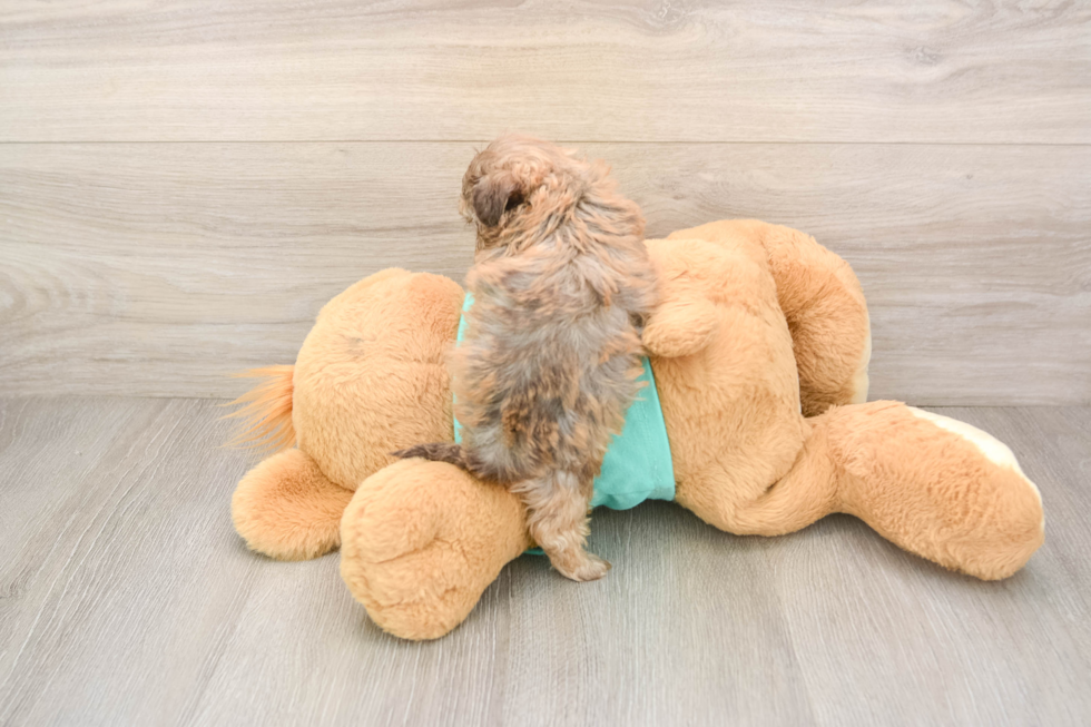 Playful Shihpoo Poodle Mix Puppy