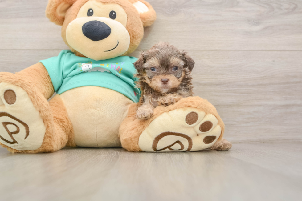Shih Poo Pup Being Cute