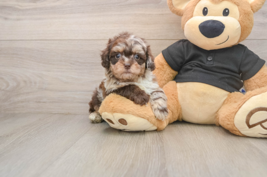 ECHO, a Shih Poo littermate