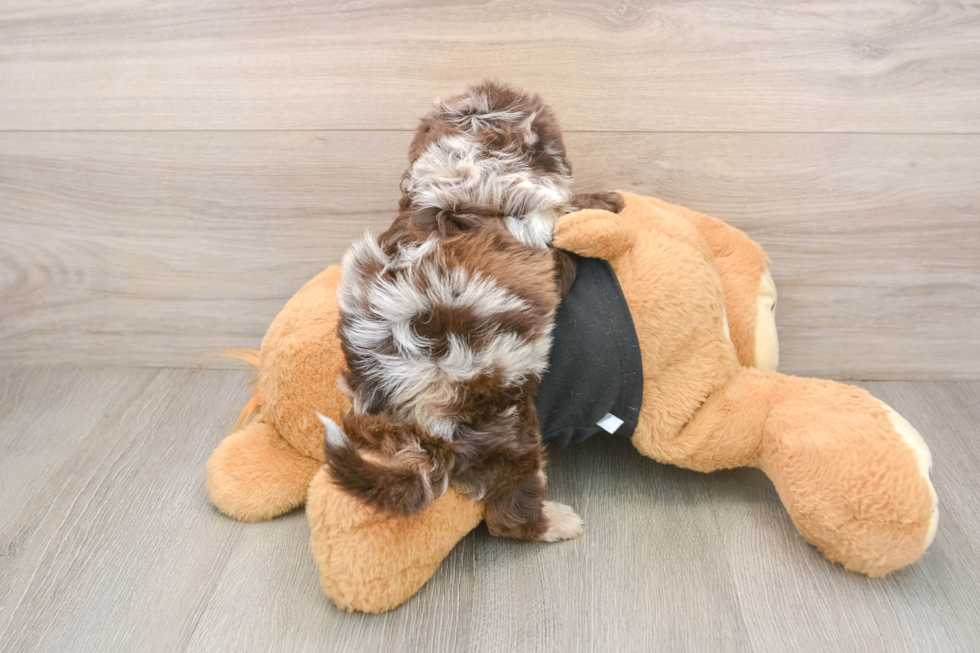Shih Poo Pup Being Cute