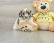 8 week old Shih Poo Puppy For Sale - Lone Star Pups