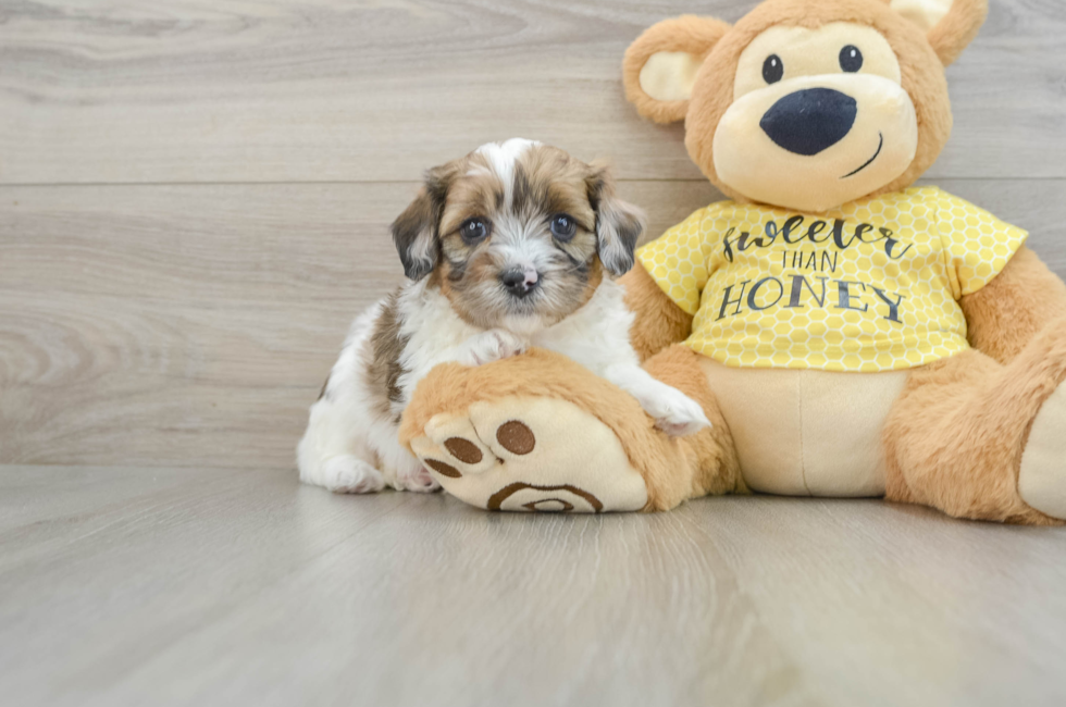 5 week old Shih Poo Puppy For Sale - Lone Star Pups