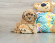 6 week old Shih Poo Puppy For Sale - Lone Star Pups