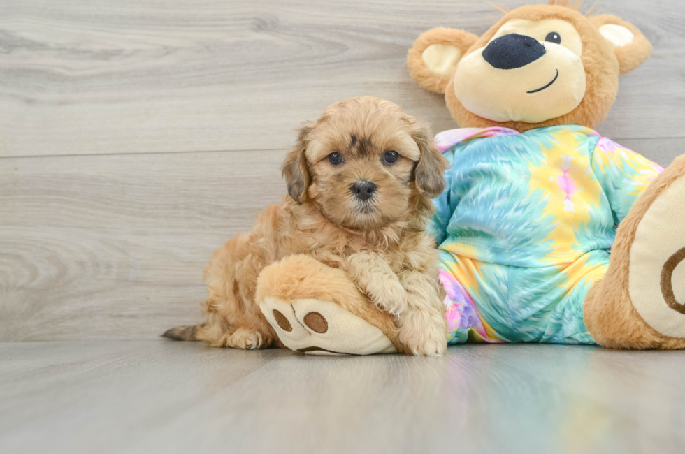 6 week old Shih Poo Puppy For Sale - Lone Star Pups