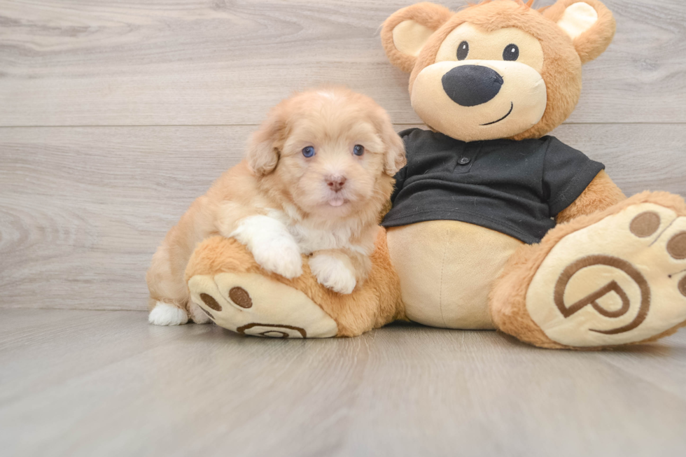 Funny Shih Poo Poodle Mix Pup
