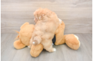 Energetic Shihpoo Poodle Mix Puppy