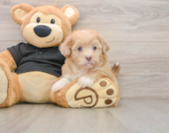 5 week old Shih Poo Puppy For Sale - Lone Star Pups