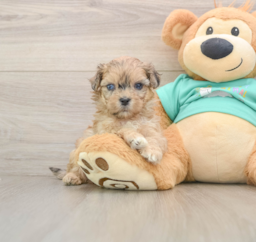 7 week old Shih Poo Puppy For Sale - Lone Star Pups