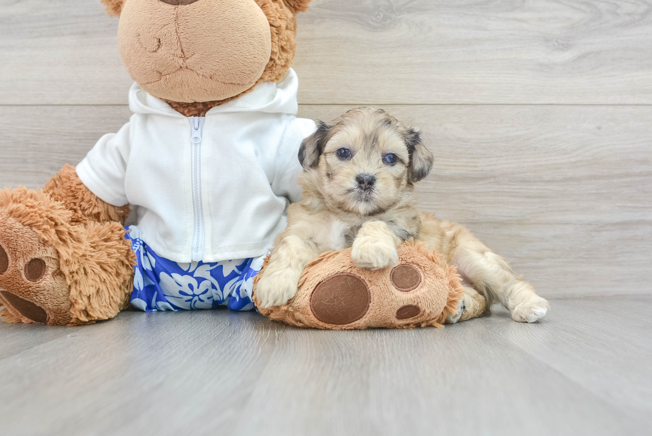 Small Shih Poo Baby