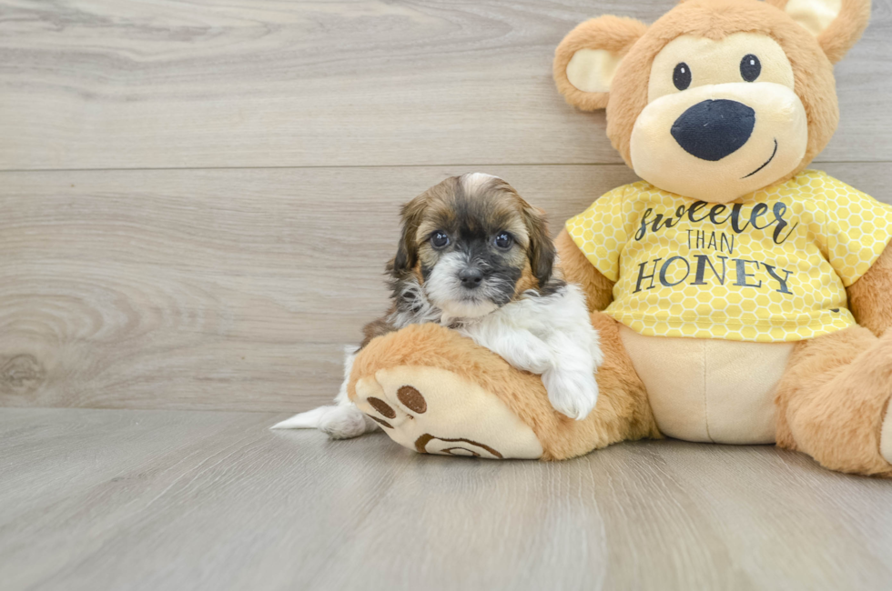 5 week old Shih Poo Puppy For Sale - Lone Star Pups