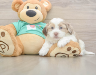 7 week old Shih Poo Puppy For Sale - Lone Star Pups