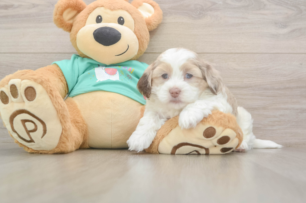 5 week old Shih Poo Puppy For Sale - Lone Star Pups
