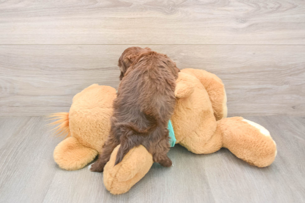 Shih Poo Pup Being Cute