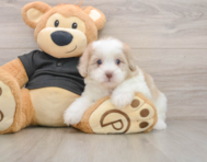 8 week old Shih Poo Puppy For Sale - Lone Star Pups