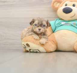 7 week old Shih Poo Puppy For Sale - Lone Star Pups