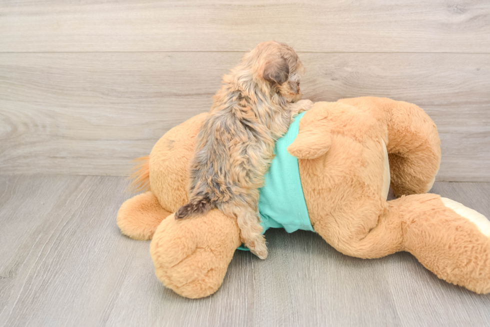 Small Shih Poo Baby