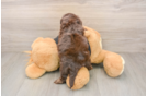 Best Shih Poo Baby