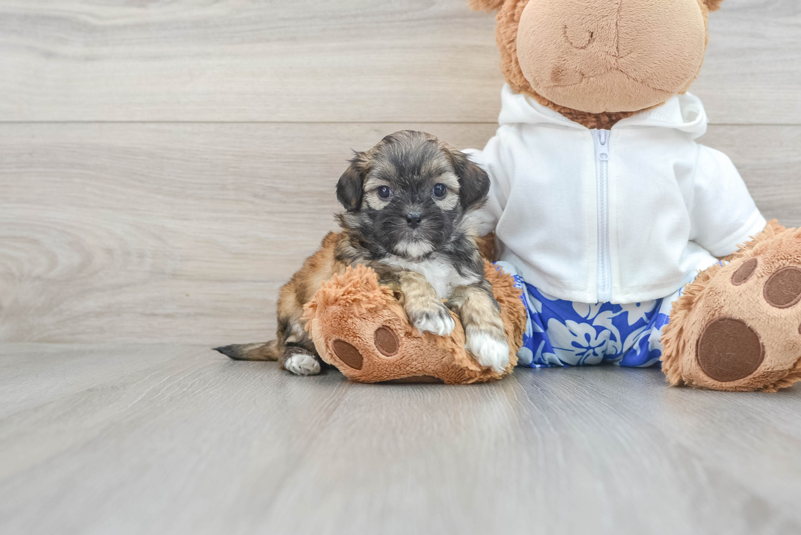 Petite Shih Poo Poodle Mix Pup