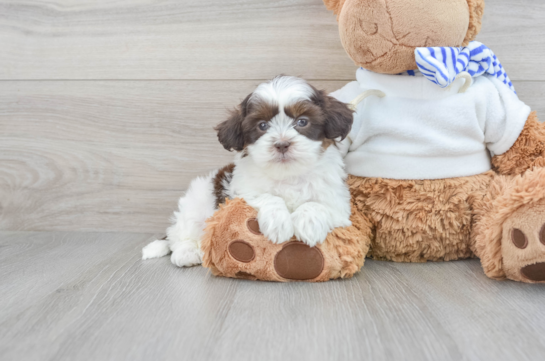 Shih Poo Puppy for Adoption