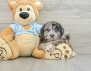 8 week old Shih Poo Puppy For Sale - Lone Star Pups