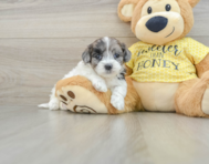 8 week old Shih Poo Puppy For Sale - Lone Star Pups