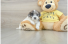 Shih Poo Pup Being Cute