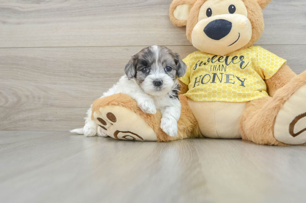 5 week old Shih Poo Puppy For Sale - Lone Star Pups