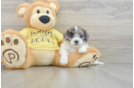 Popular Shih Poo Poodle Mix Pup