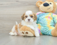 6 week old Shih Poo Puppy For Sale - Lone Star Pups