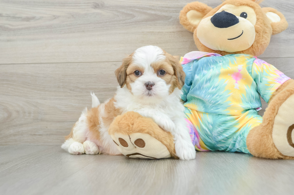 6 week old Shih Poo Puppy For Sale - Lone Star Pups