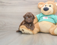 6 week old Shih Poo Puppy For Sale - Lone Star Pups