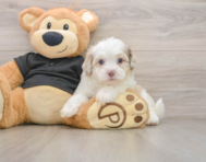 5 week old Shih Poo Puppy For Sale - Lone Star Pups