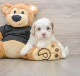 8 week old Shih Poo Puppy For Sale - Lone Star Pups
