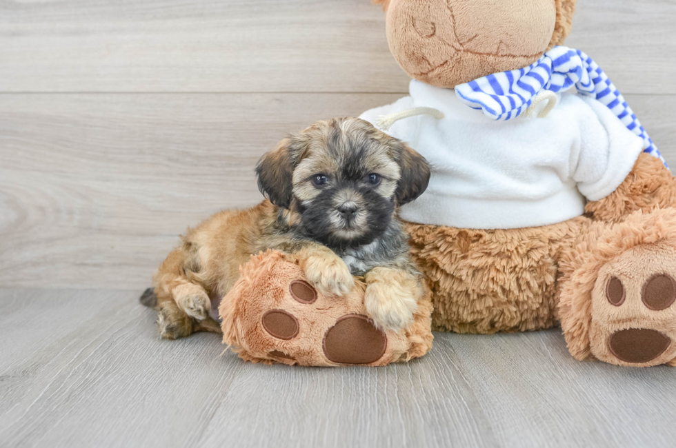 7 week old Shih Poo Puppy For Sale - Lone Star Pups