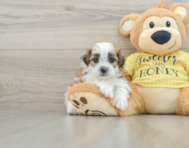 9 week old Shih Poo Puppy For Sale - Lone Star Pups