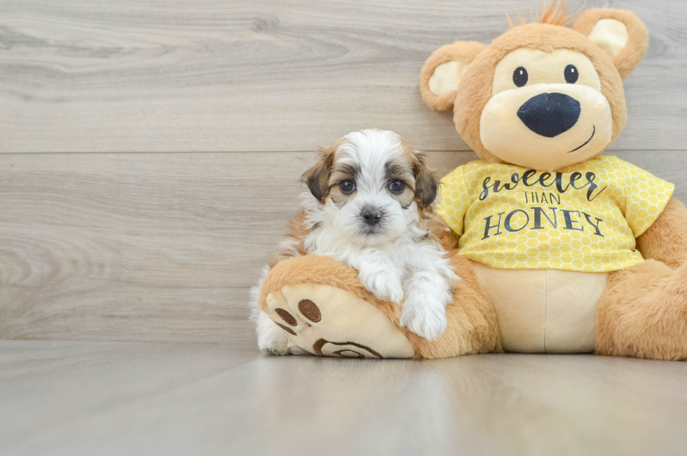 5 week old Shih Poo Puppy For Sale - Lone Star Pups