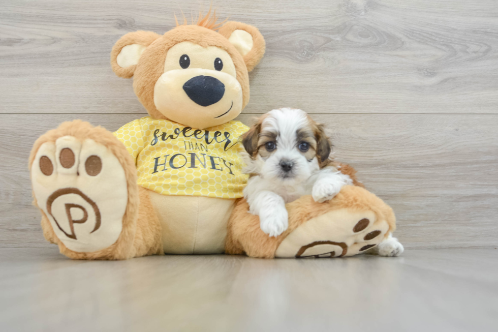 Shih Poo Pup Being Cute