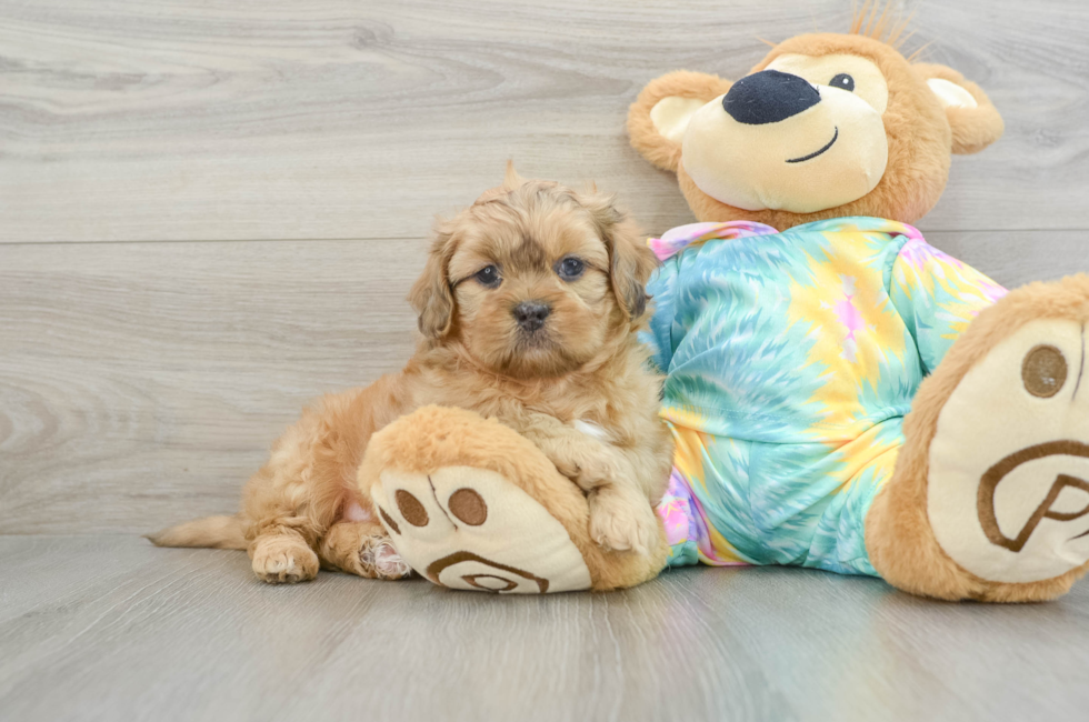 6 week old Shih Poo Puppy For Sale - Lone Star Pups