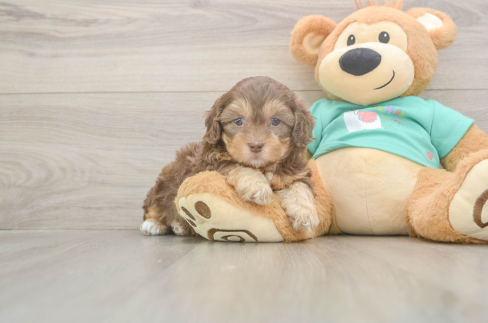 5 week old Shih Poo Puppy For Sale - Lone Star Pups