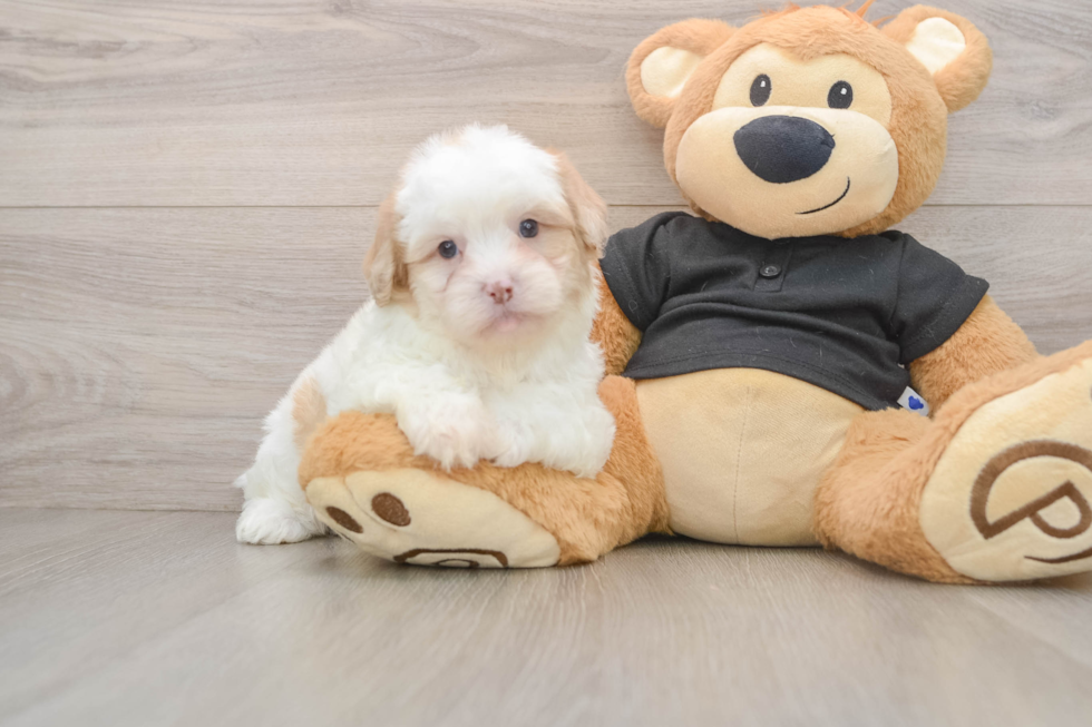 Playful Shihpoo Poodle Mix Puppy