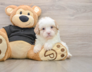 7 week old Shih Poo Puppy For Sale - Lone Star Pups