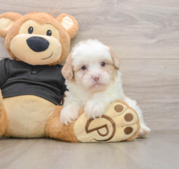 8 week old Shih Poo Puppy For Sale - Lone Star Pups